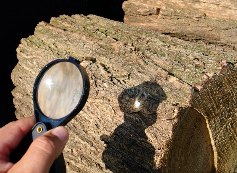 Sunlight focused by a converging magnifying glass can burn tree bark. Sunlight focused by a converging magnifying glass can burn tree bark