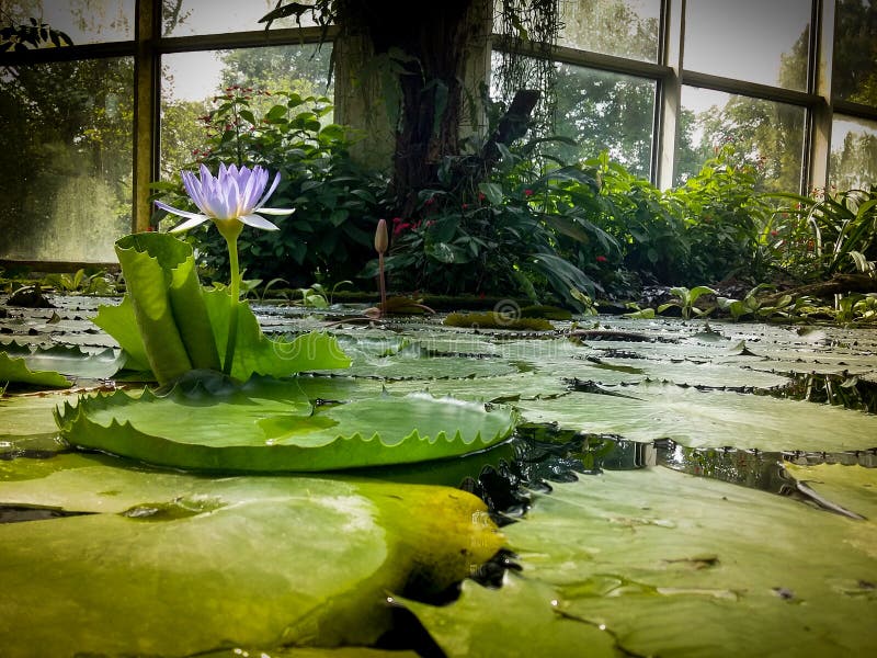 Lupe stock image. Image of lupe, flower, loupe, stretch 96782159