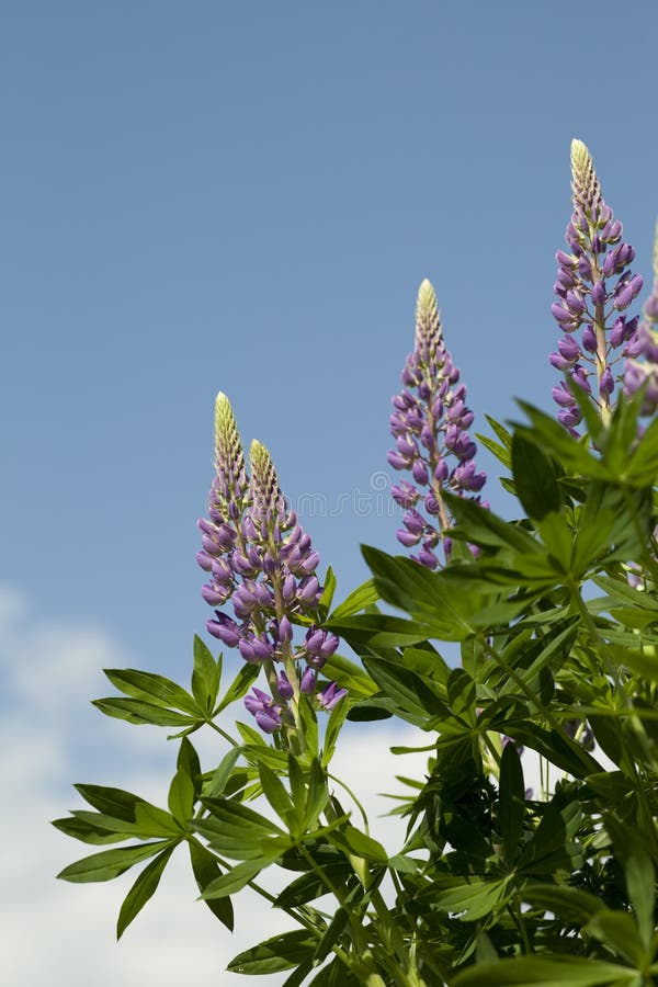Lupin stock photo. Image of full, lupin, macro, white 24979354