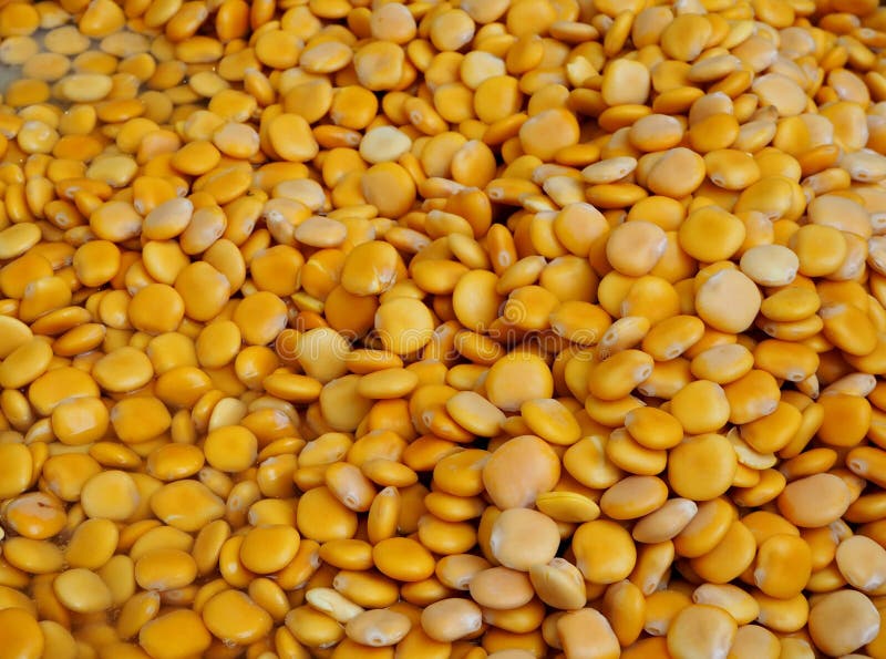 Lupin beans, scientific name is Lupinus albus, in a big heap. Yellow food background. royalty free stock photos Lupin beans, scientific name is Lupinus albus, in a big heap. Yellow food background. royalty free stock photos