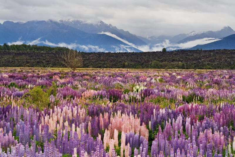 Lupin field