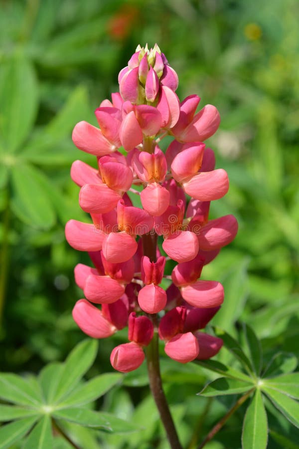 Lupin My Castle stock image. Image of bean, flower, outdoors 121958431