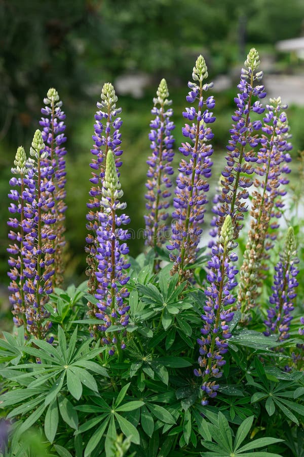 Lupinalblütenblüten lizenzfreie stockbilder