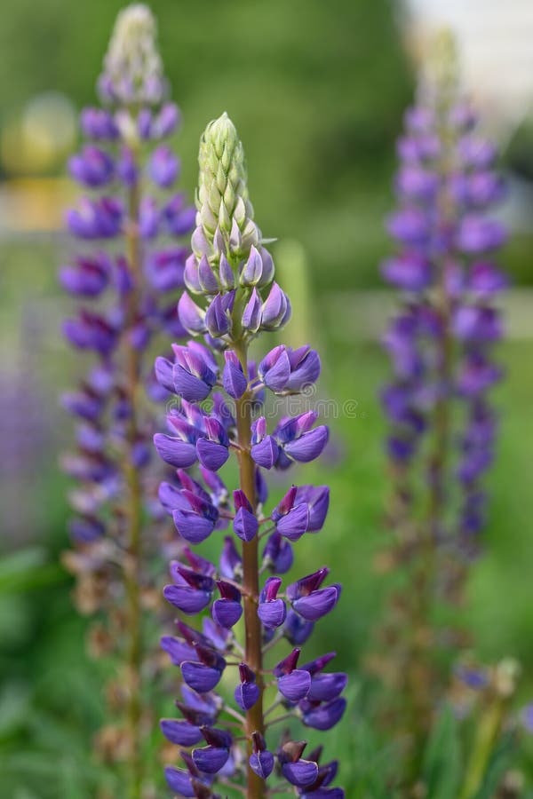 Lupinalblütenblüten stockfotos
