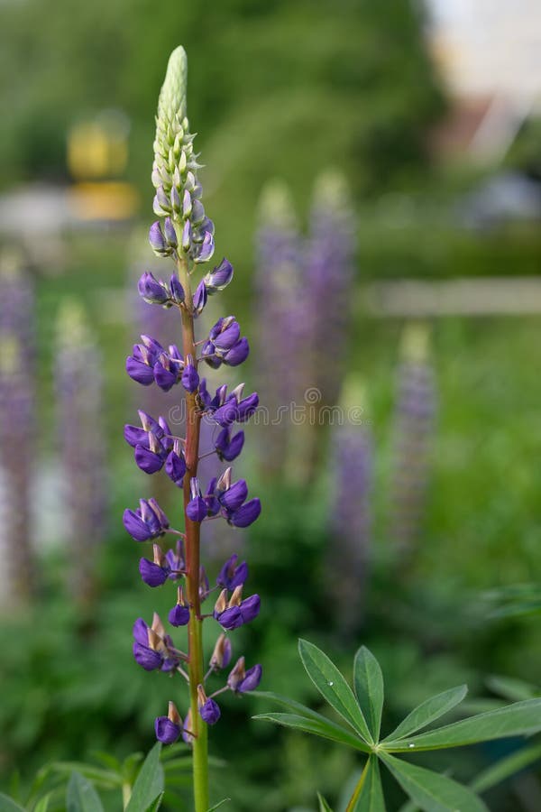 Lupinalblütenblüten stockfotografie