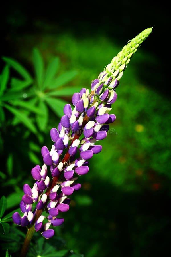 Lupine