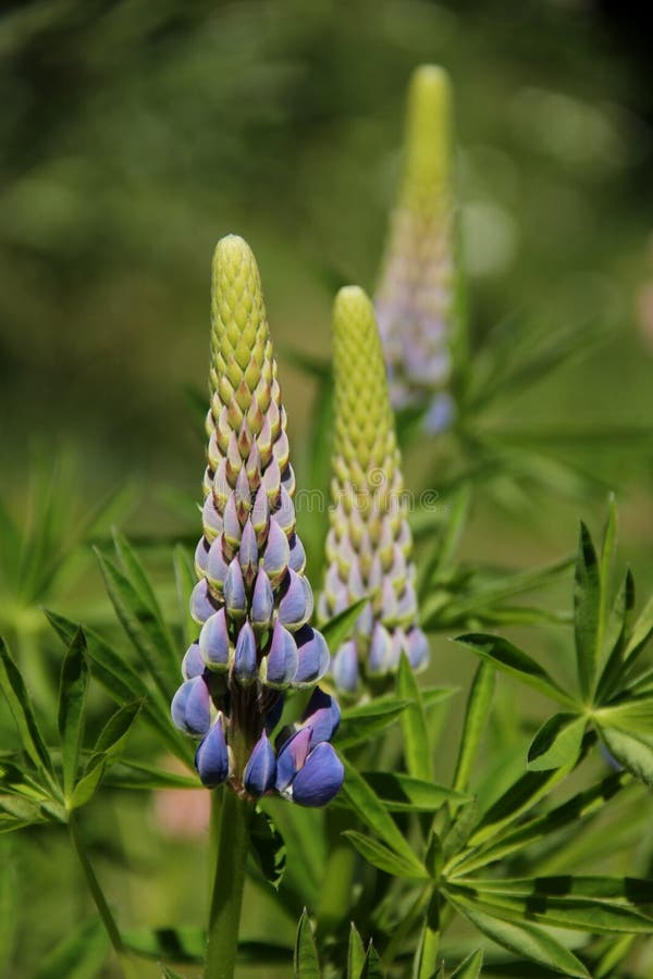 lupine стоковое фото lupine стоковое фото