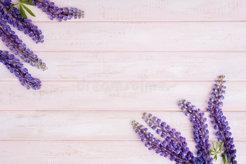 Lupine en fondo de madera rosado en colores pastel imagenes de archivo Lupine en fondo de madera rosado en colores pastel imagenes de archivo