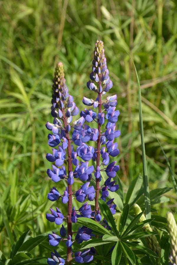 Lupine Feld Der Lupinuslupine Mit Rosa Und Lila Blauen Blumen Stockfoto