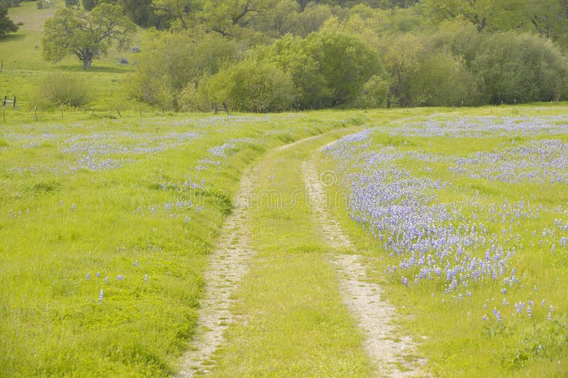 Lupine lined dirt road through spring flowers and green grass of California off Route 58, East of Santa Margarita, CA