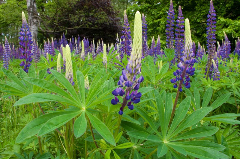 Lupines