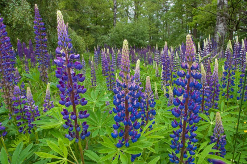 Lupines