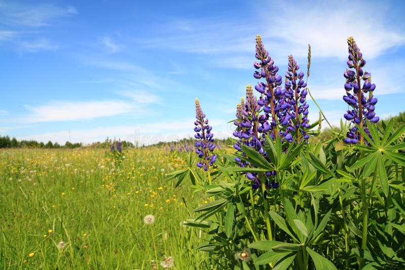 lupines