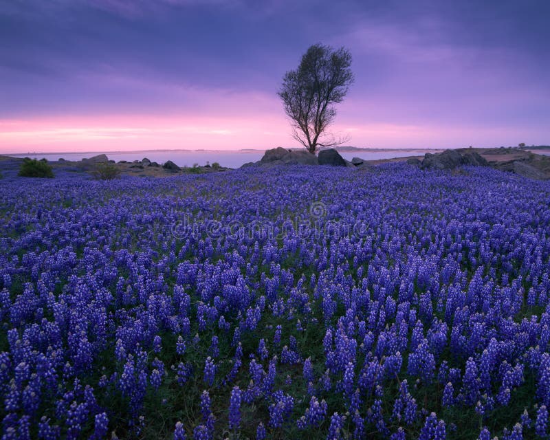 Lupines bloom near Folsom Lake, Folsom, California