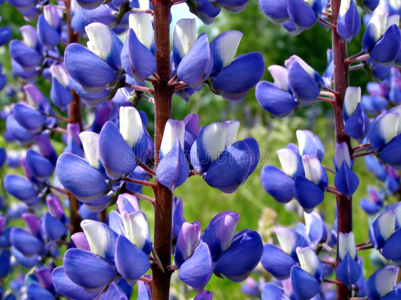 Lupines on field