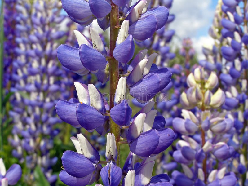 Lupines on field