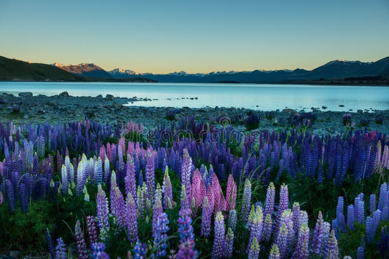 Lupins- och Aroki Mt.cook Lake Tekapo som är nyazeeländsk arkivbilder Lupins- och Aroki Mt.cook Lake Tekapo som är nyazeeländsk arkivbilder