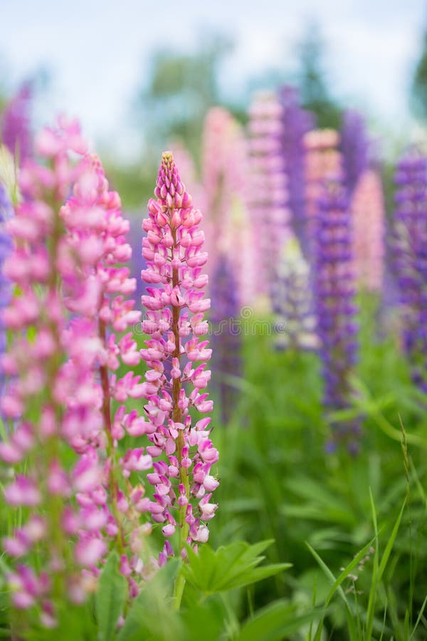 Download Lupins sauvages colorés photo stock. Image du lupine - 76084142