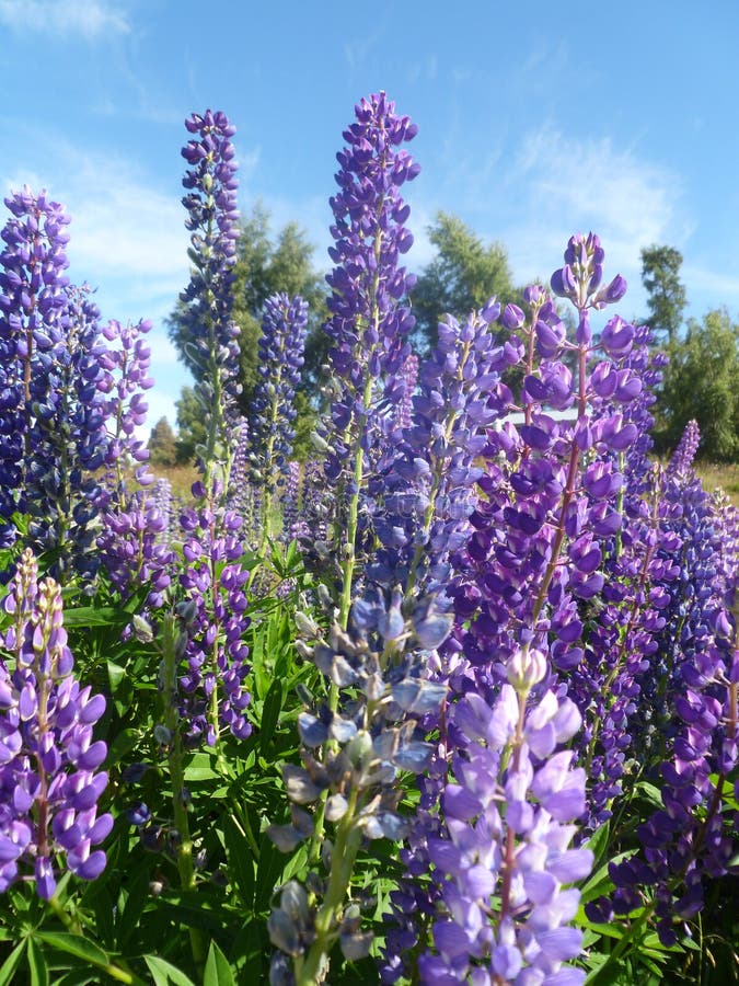 Lupins violets et bleus colorés dans l'île du Sud Nouvelle-Zélande photos libres de droits Lupins violets et bleus colorés dans l'île du Sud Nouvelle-Zélande photos libres de droits