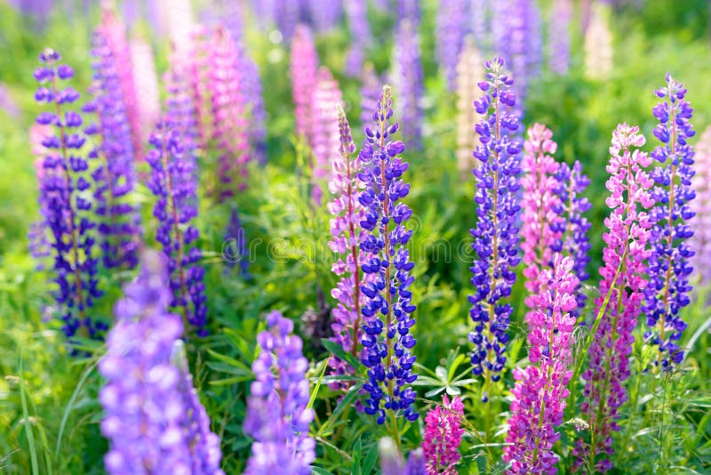 Lupinus, Lupin, Lupine Field with Pink Purple and Blue Flowers Stock ...