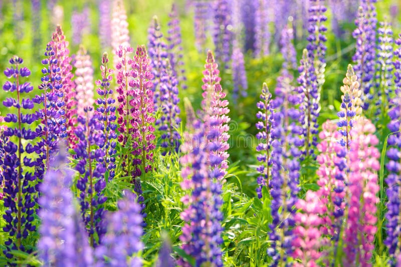 Lupinus, Lupin, Lupine Field with Pink Purple and Blue Flowers Stock ...