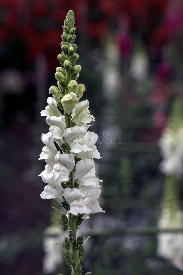Beautiful Detail White Lupin Petals with Bokeh Background and Natural Light. royalty free stock image Beautiful Detail White Lupin Petals with Bokeh Background and Natural Light. royalty free stock image
