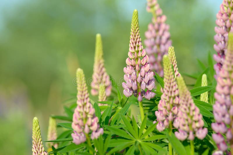 Lupinus, Lupino, Campo Del Lupino Con I Fiori Porpora E ...