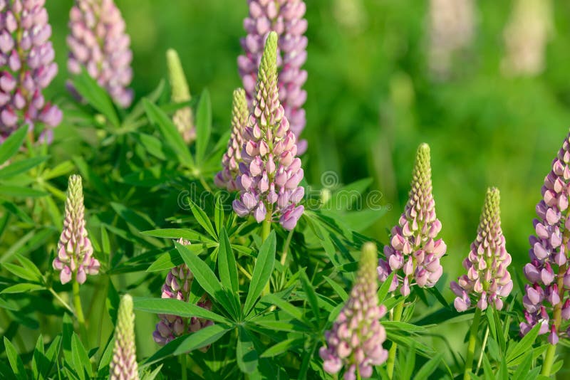 Lupinus, Lupino, Campo Del Lupino Con I Fiori Porpora E Blu Rosa Immagine Stock - Immagine di ...