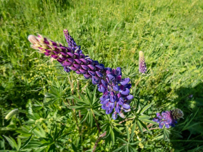 Lupinus polyphyllus de lupino granuloso o manilávico. Captura de cierre del pino blaupod lupino con largueza bigleaved o manilleaved lupino Lupinus polifilus que crece en un prado en verano
