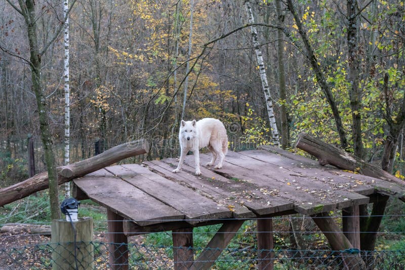 Lupo polare nello zoo fotografie stock libere da diritti Lupo polare nello zoo fotografie stock libere da diritti