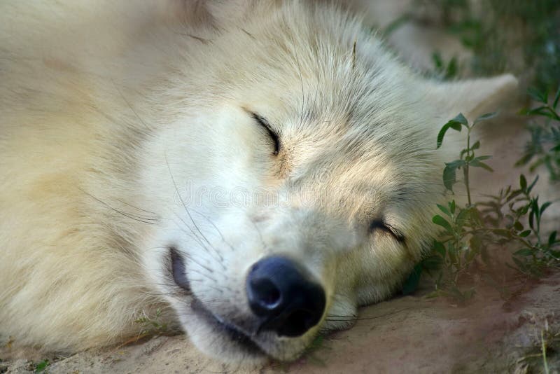 Lupo Artico Bianco Addormentato, Primo Piano della Testa fotografie stock