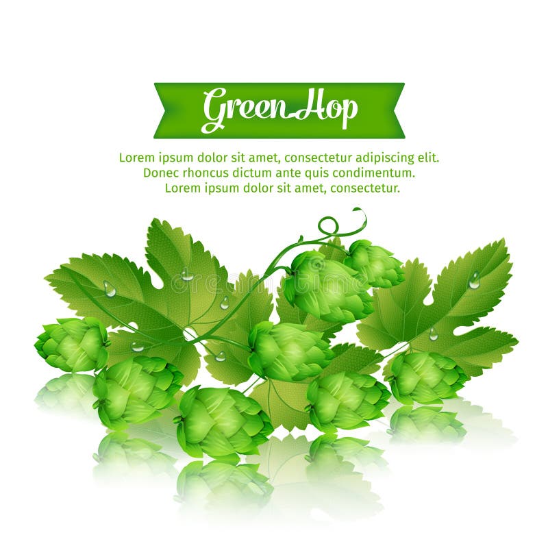 Luppolo verde illustrazione di stock Luppolo verde illustrazione di stock