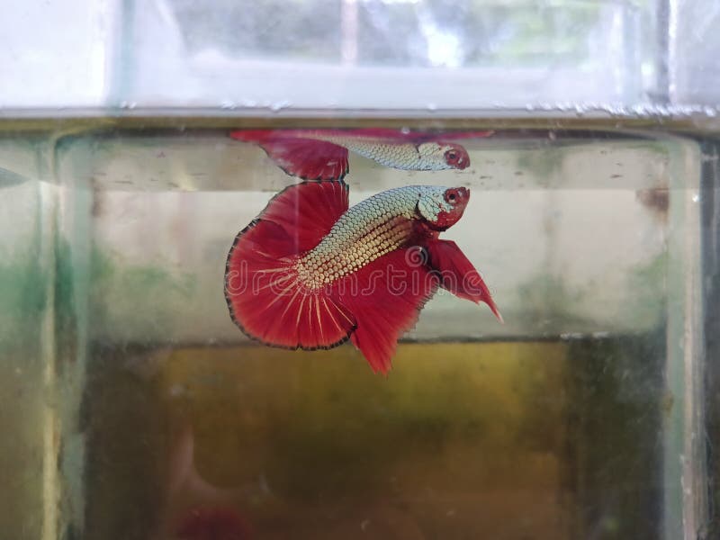 Luptător Betta stock photography