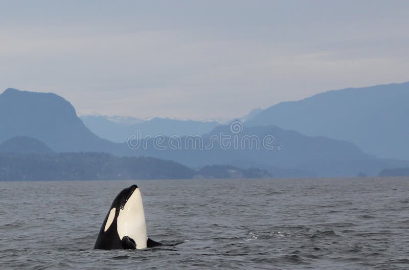 Lupulización del espía de la orca con la vaina de las orcas residentes de la costa cerca de Sechelt, A.C.