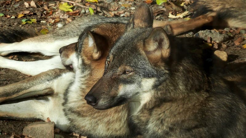 Lupus européen de lupus de Canis de loups gris