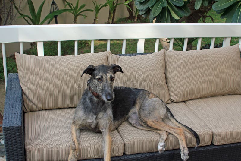 Lurcher dog sitting outside royalty free stock images Lurcher dog sitting outside royalty free stock images