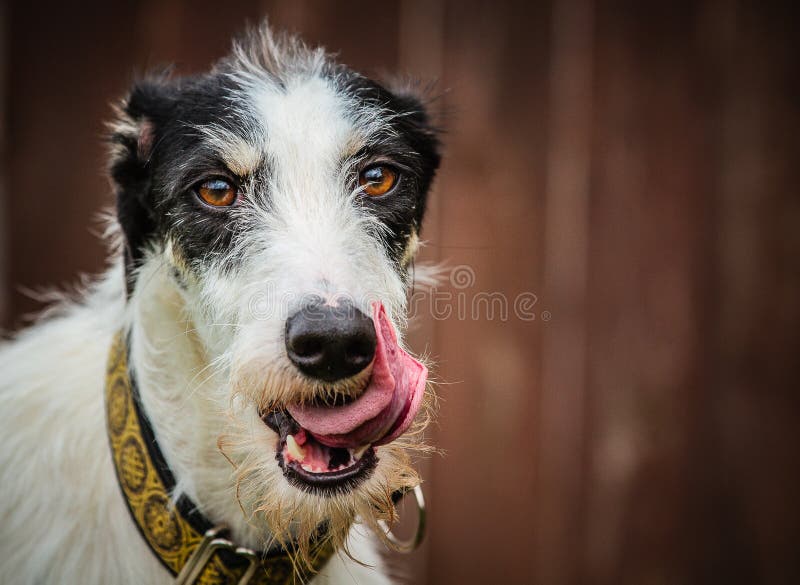 Lurcher dog licking lips