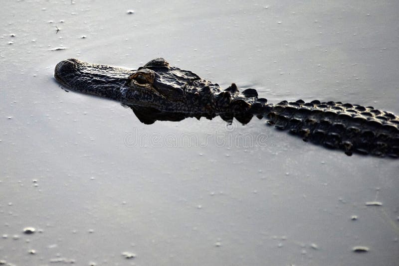 Lurking Alligator i Alabama arkivfoto