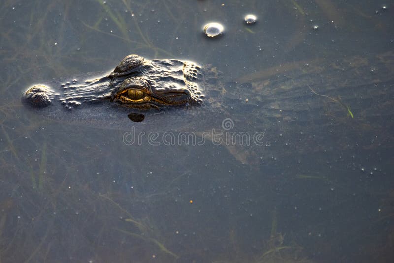 Lurking Alligator i Alabama royaltyfri fotografi