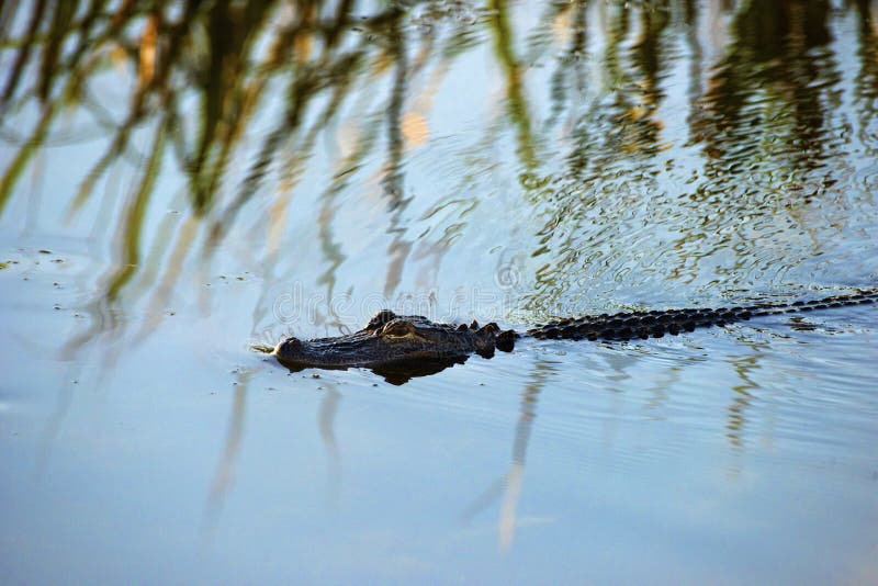 Lurking Alligator i Alabama royaltyfri bild