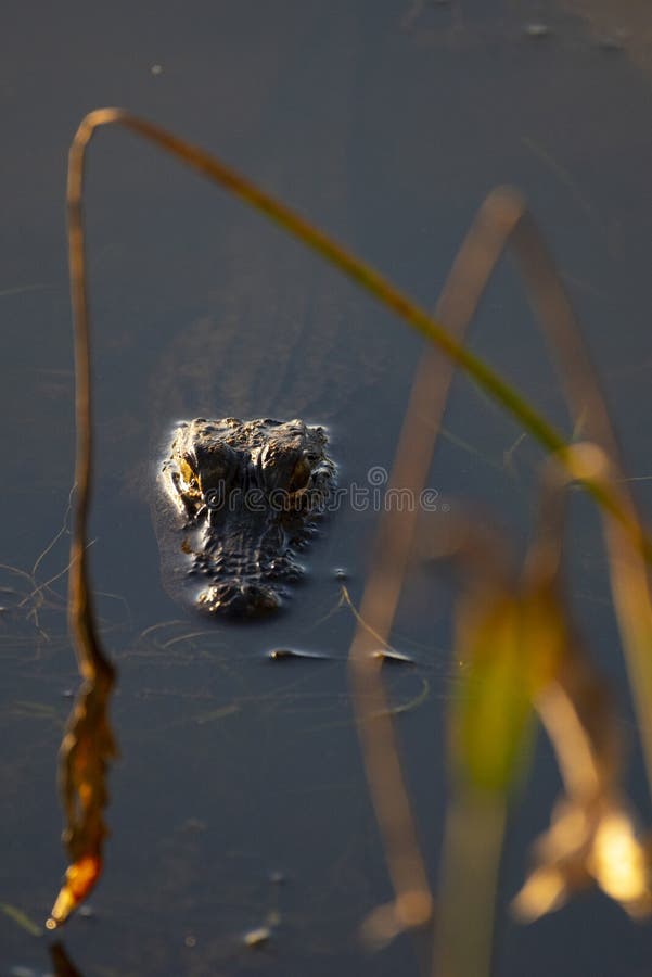 Lurking Alligator i Alabama royaltyfri bild