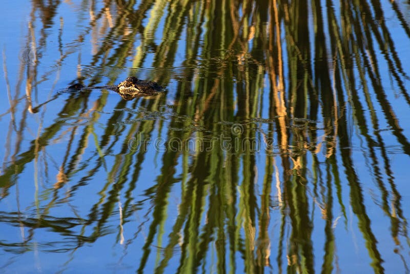 Lurking Alligator i Alabama fotografering för bildbyråer