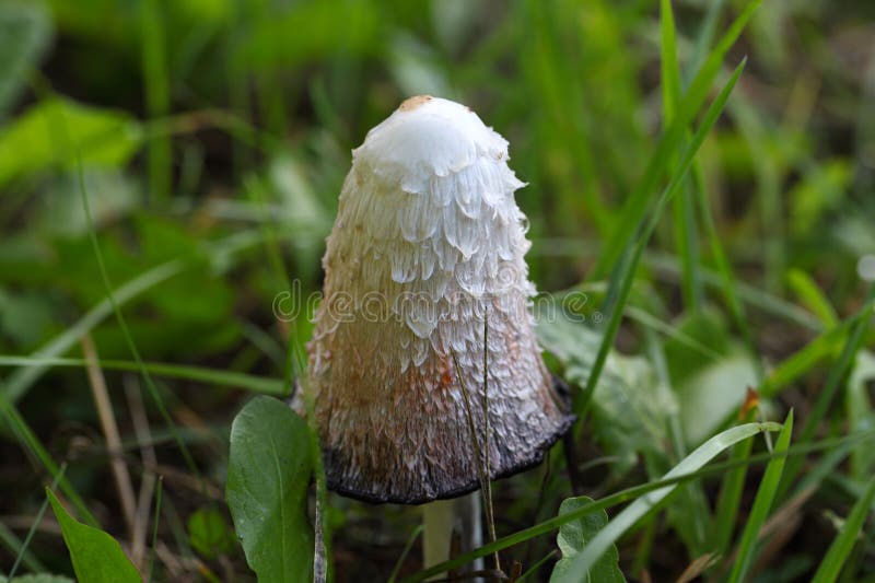Lurvigt färgpulverlock, Coprinuscomatus arkivbild Lurvigt färgpulverlock, Coprinuscomatus arkivbild