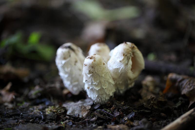 Lurvigt färgpulverlock, Coprinuscomatus arkivfoto Lurvigt färgpulverlock, Coprinuscomatus arkivfoto