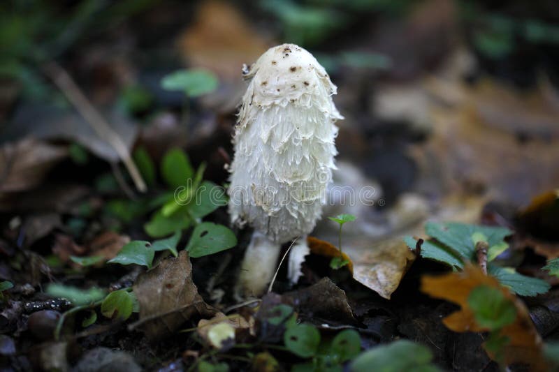 Lurvigt färgpulverlock, Coprinuscomatus royaltyfri fotografi Lurvigt färgpulverlock, Coprinuscomatus royaltyfri fotografi