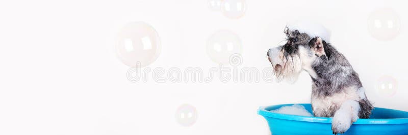 Lusande marionetthund som badar med schampo och bubblor i blått badkar . banderoll för trimningssalong för husdjur.