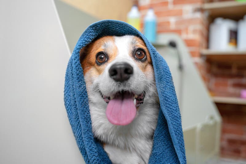 Lusande porträtt av en svetsad corgi pembroke hund efter en dusch inslagen i en handduk Hund som tar ett bubbelbad i koksalt