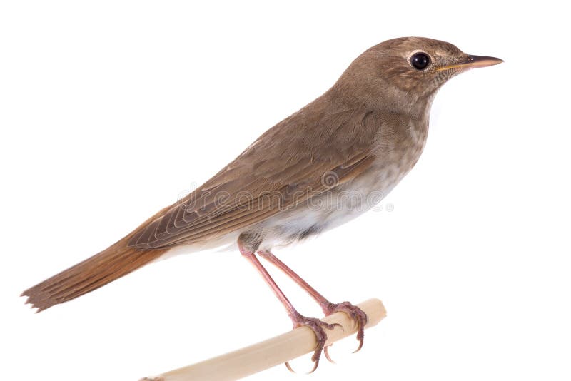 Nightingale Luscinia luscinia isolated on a white background in studio shot. Nightingale Luscinia luscinia isolated on a white background in studio shot