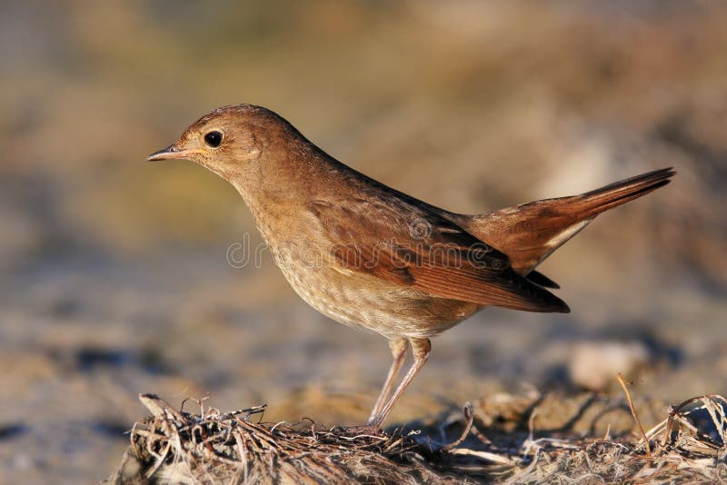 Nightingale Luscinia luscinia in natural habitat. Nightingale Luscinia luscinia in natural habitat.