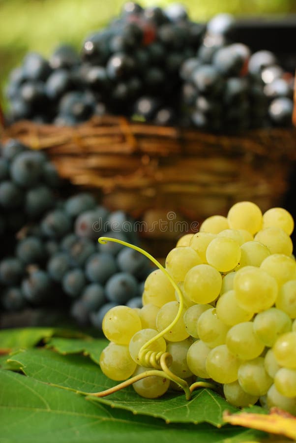 Luscious grapes